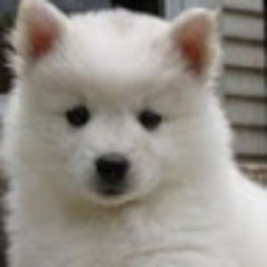 Meet your Posher, Ariel